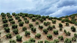 Olive Oil Production in Europe Expected to Reach 1.5M Tons in 2023-24